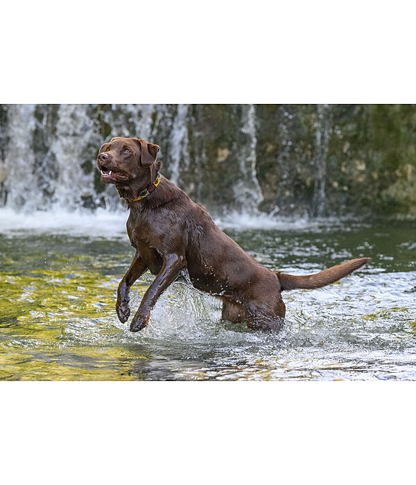 Leather Dog Collar and Lead Polo Sports