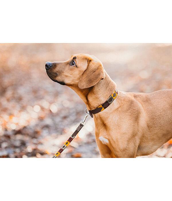 Leather Dog Collar and Lead Polo Sports