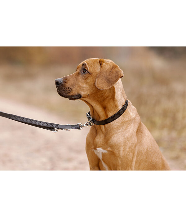 Leather Dog Collar and Lead Polo Sports