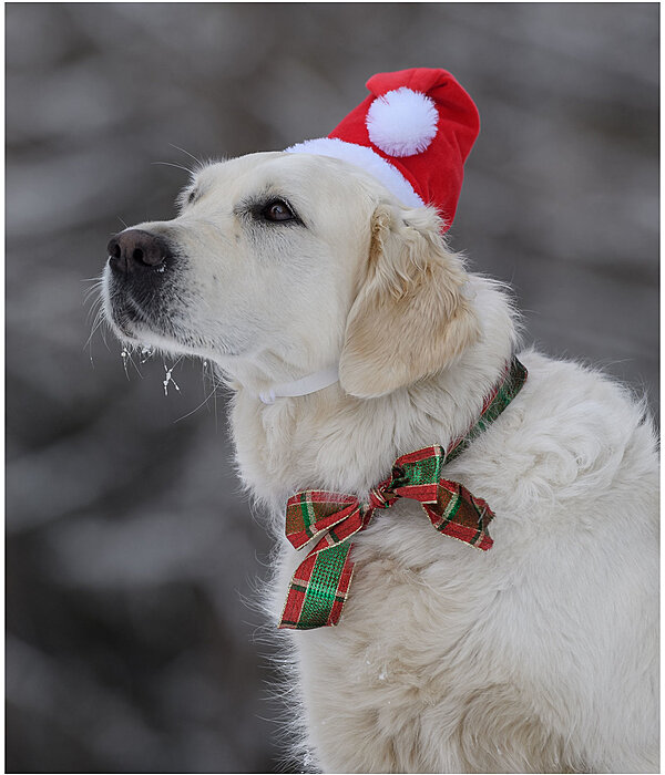 Christmas Hat Santa for Dogs