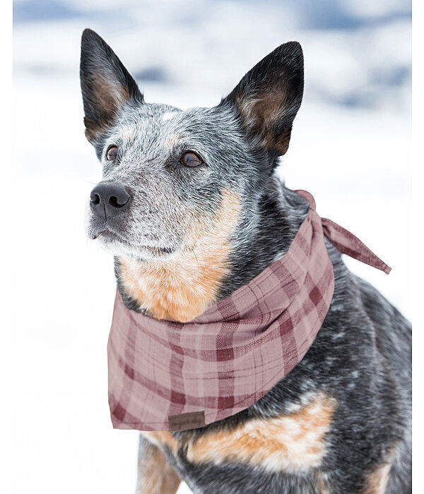dog in scarf