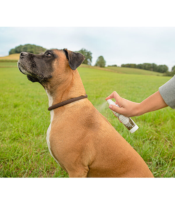 Dog Coat Evergreen Woods