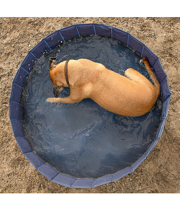 Dog Pool Kaya