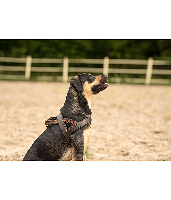 Woven Leather Dog Harness Vincenzo Kramer Equestrian