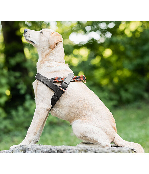 Woven Leather Dog Harness Vincenzo Kramer Equestrian