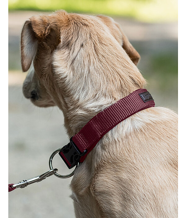 Dog Collar Becks