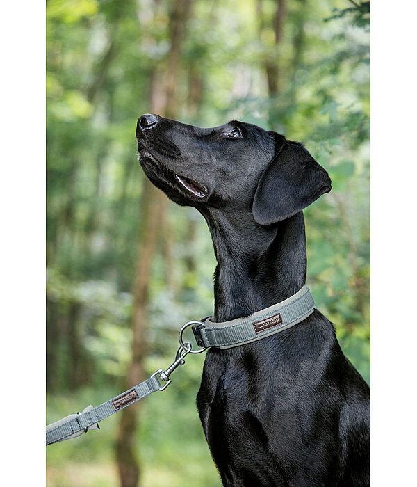 Dog Collar Becks