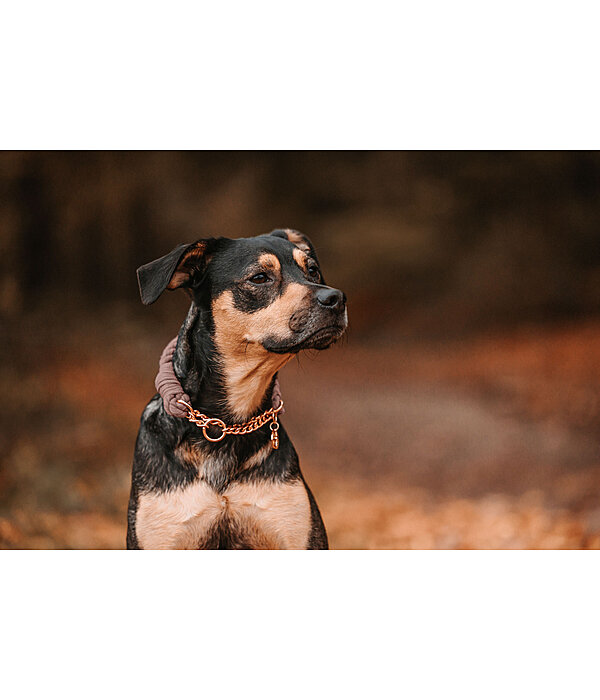 Rope Pull Stop Dog Collar Hope