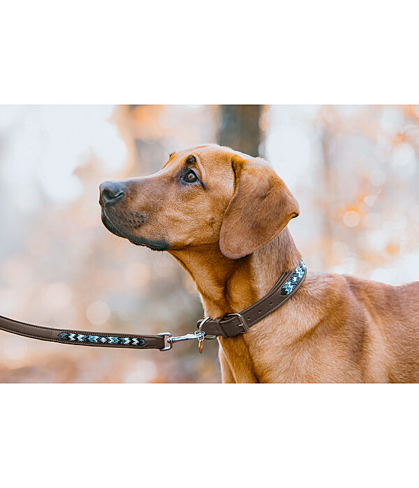 Leather Dog Collar Nashville