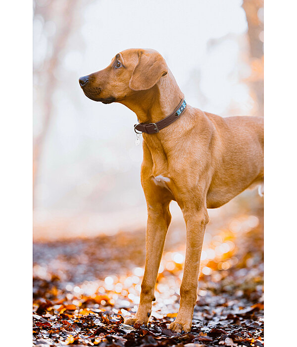 Leather Dog Collar Nashville