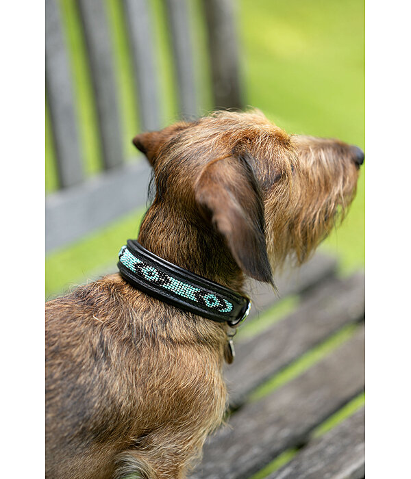 Leather Dog Collar Nashville