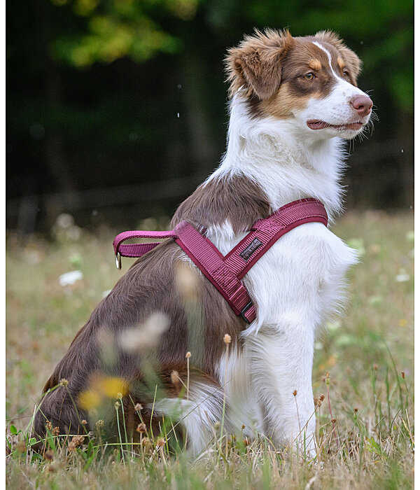 Norwegian Dog Harness Miley