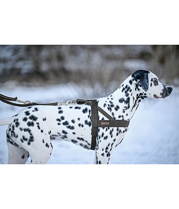 Norwegian Dog Harness Miley