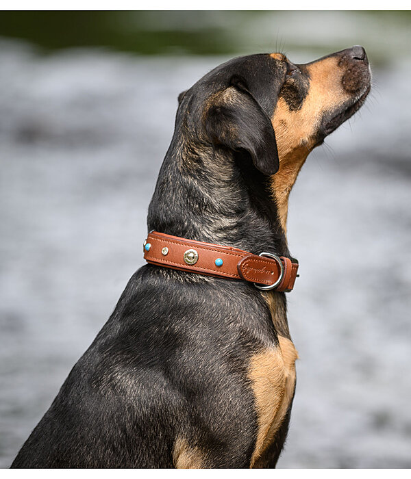 Leather Dog Collar Chinook