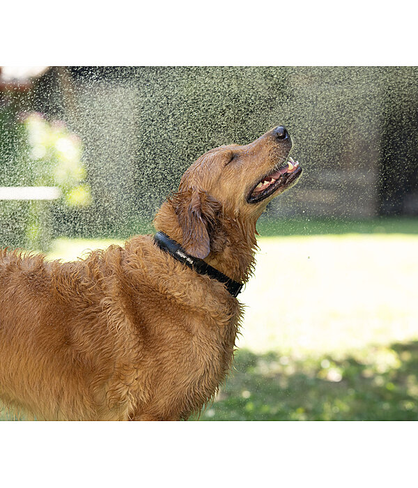 Waterproof Dog Collar Mable