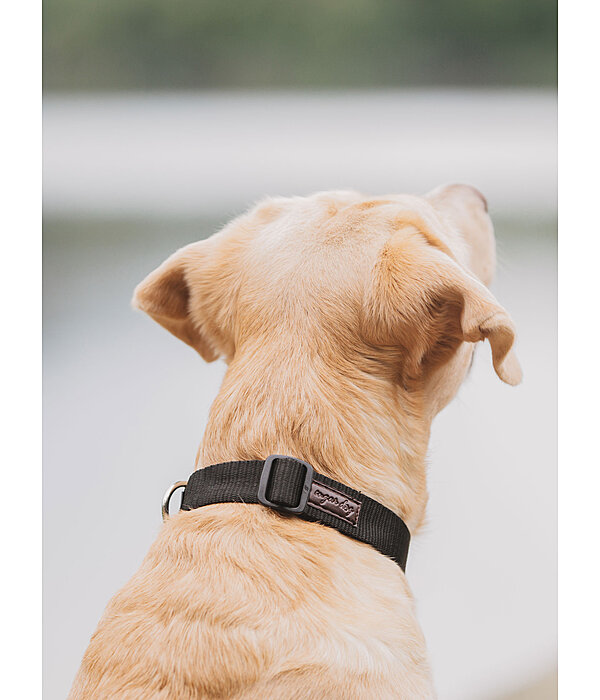 Dog Collar Champ