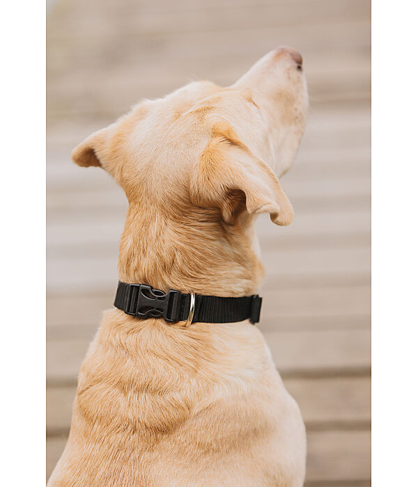 Dog Collar Champ