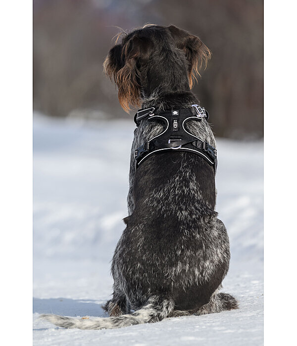 Dog Harness Expedition