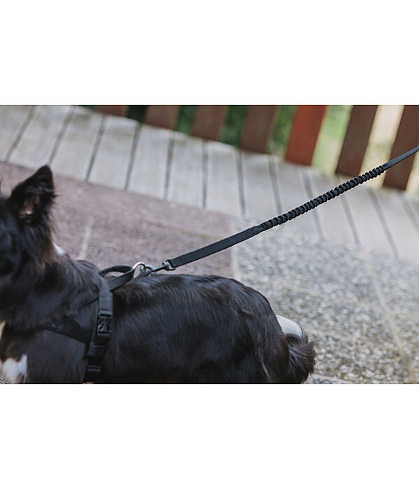 Dog Lead Marathon with shock absorption