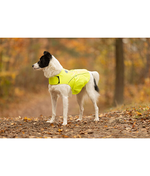 Hi-Vis Dog Vest