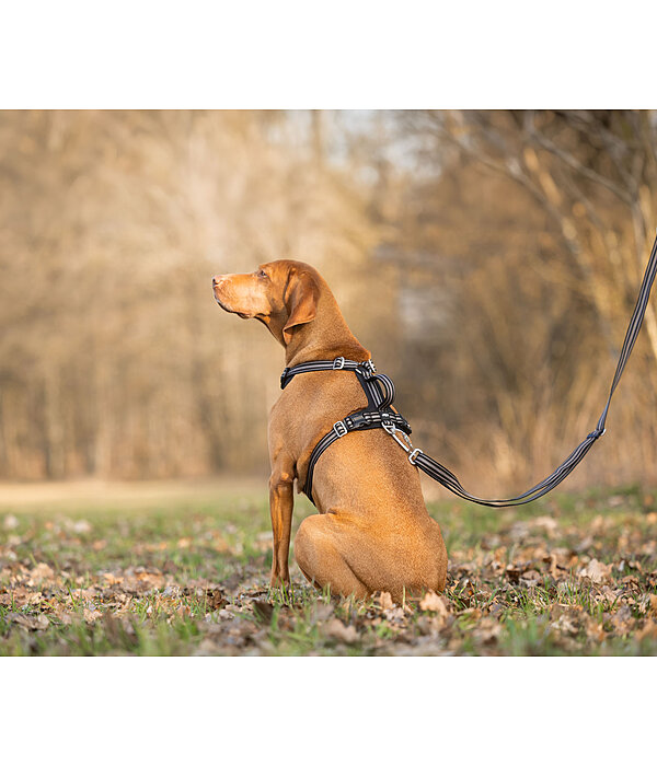 Dog Harness Comfort Fit