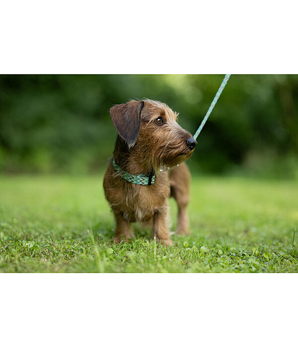 Collar and Lead Set Zap