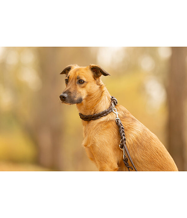 Leather Collar Adams