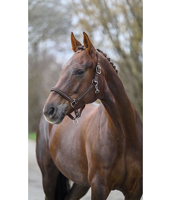 Headcollar Brilliant
