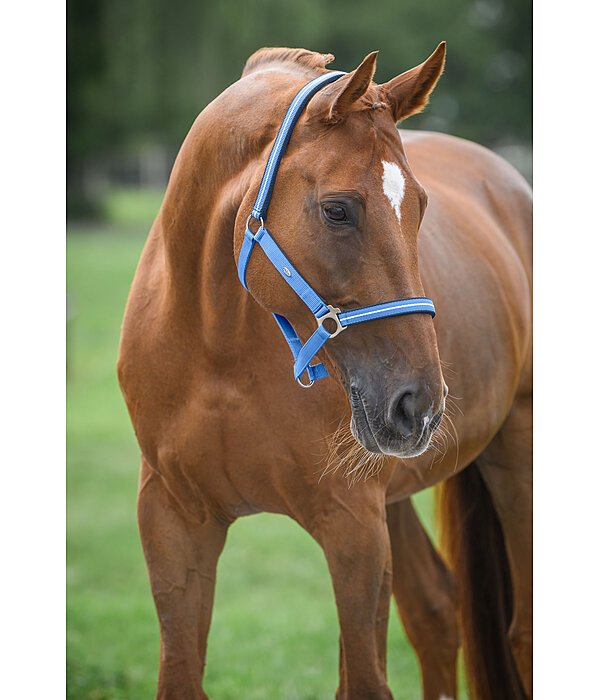 Headcollar Primary