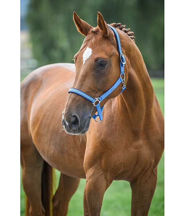 Headcollar Primary