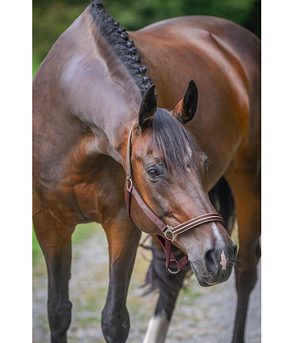 Headcollar Primary