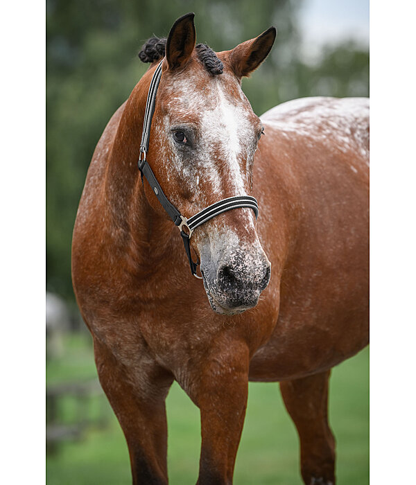 Headcollar Primary