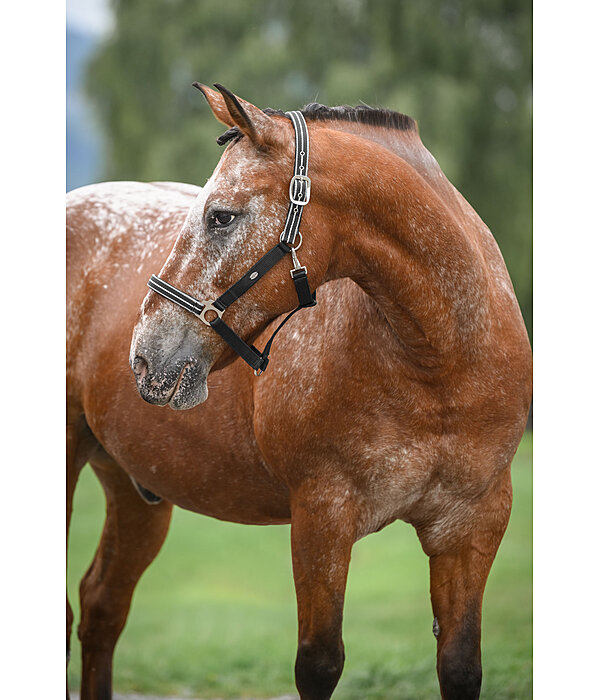 Headcollar Primary