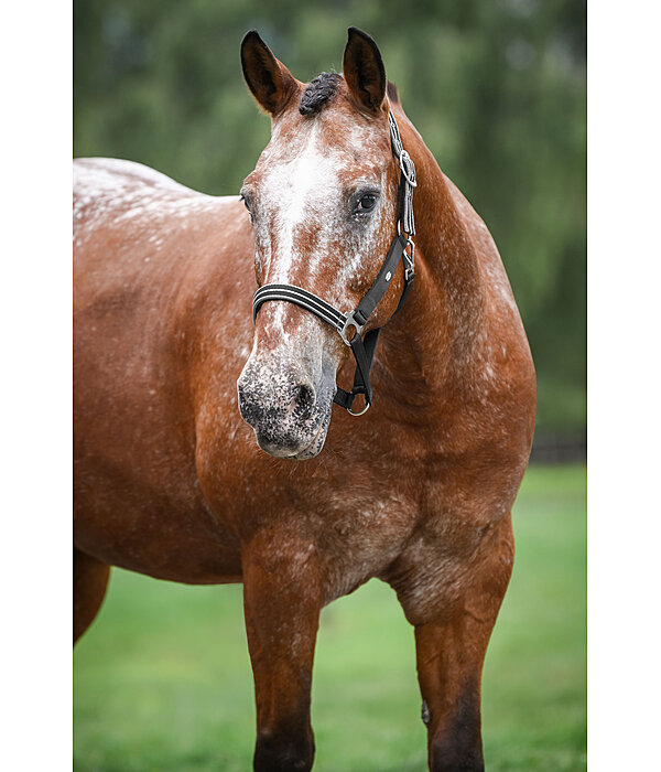Headcollar Primary