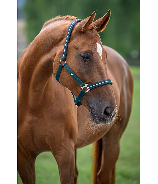 Headcollar Primary