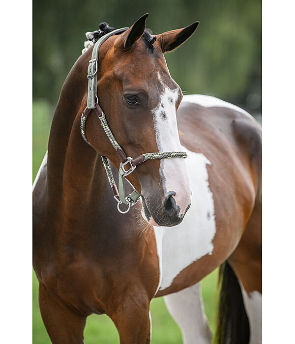 Anatomical Headcollar Sophistication