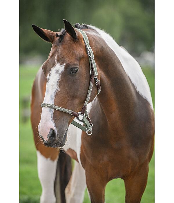 Anatomical Headcollar Sophistication