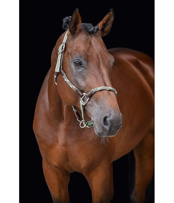 Anatomical Headcollar Sophistication