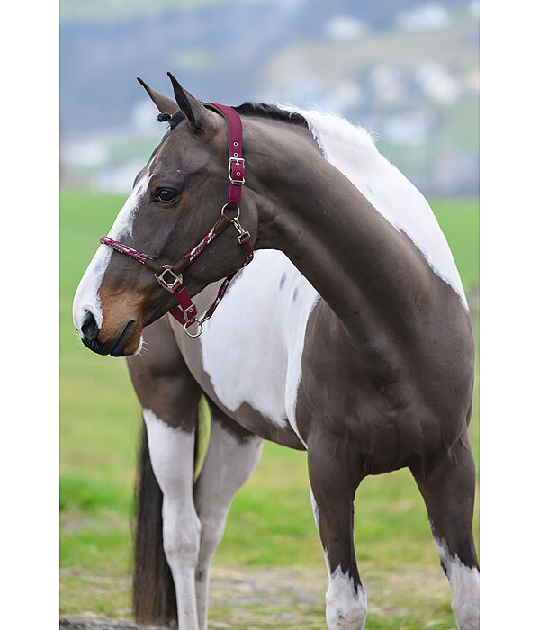 Anatomical Headcollar Sophistication