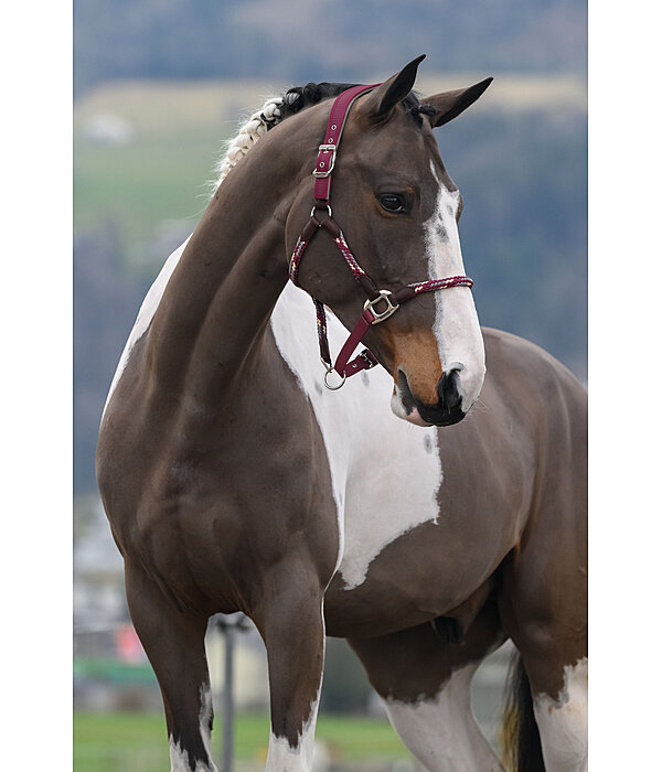 Anatomical Headcollar Sophistication