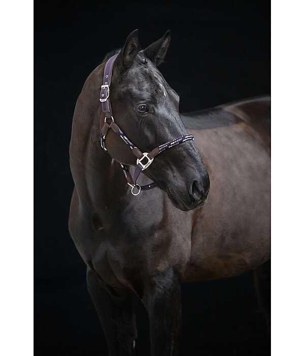 Anatomical Headcollar Sophistication