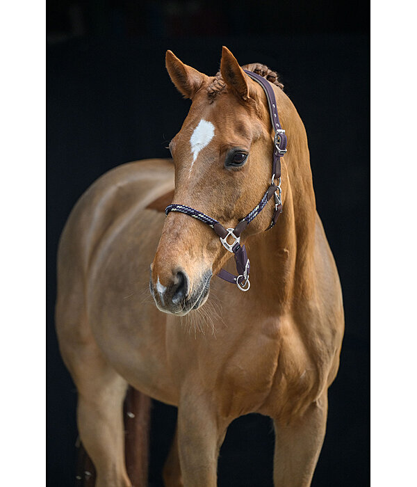 Anatomical Headcollar Sophistication