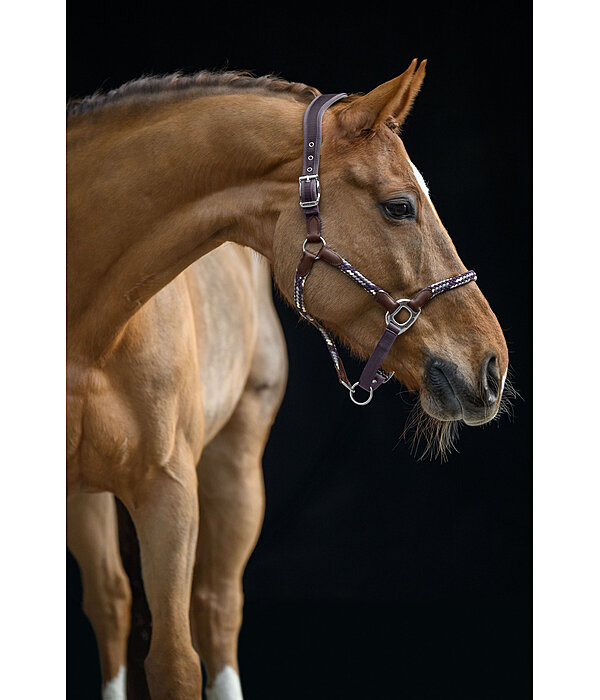 Anatomical Headcollar Sophistication