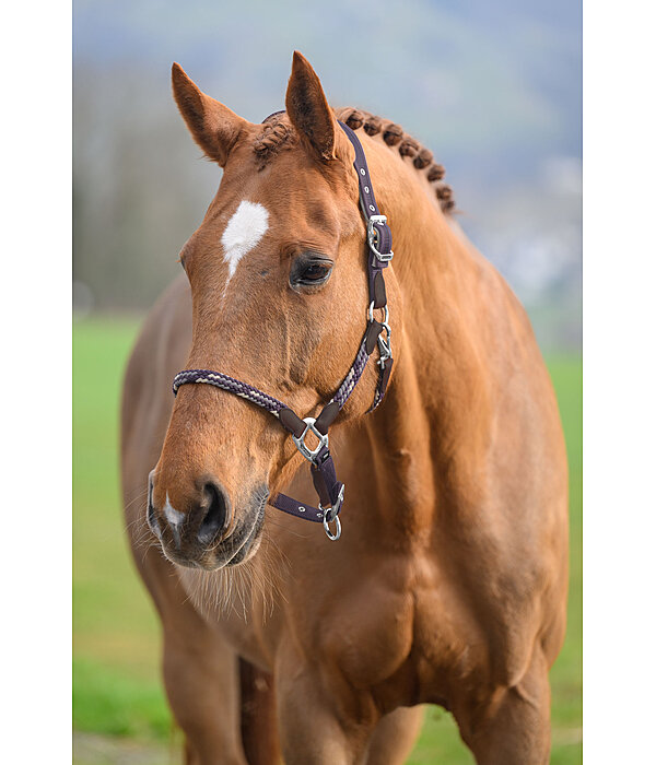 Anatomical Headcollar Sophistication