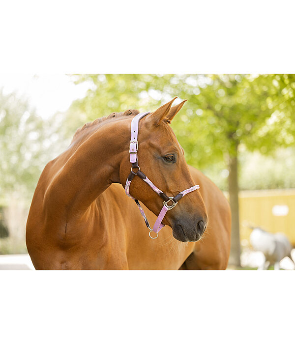 Anatomical Headcollar Sophistication