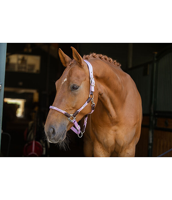 Anatomical Headcollar Sophistication
