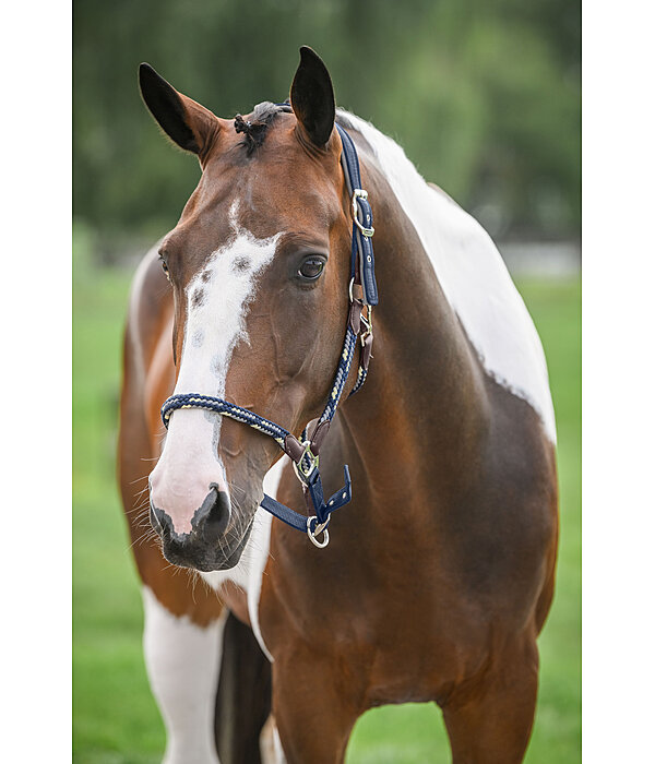 Anatomical Headcollar Sophistication
