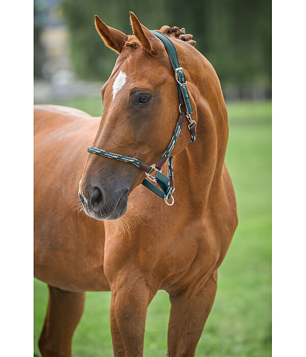 Anatomical Headcollar Sophistication