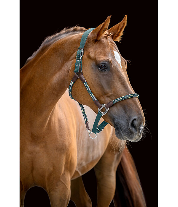 Anatomical Headcollar Sophistication