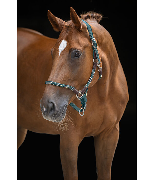 Anatomical Headcollar Sophistication